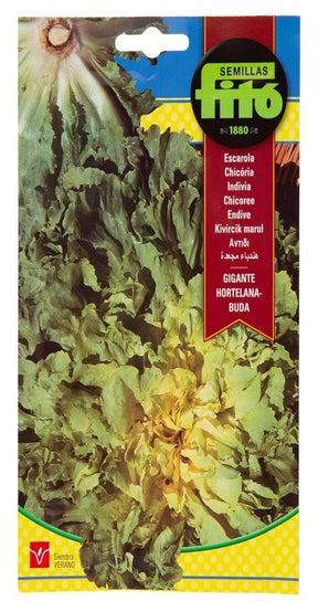 Seed Endive Lettuce Multicolour 100g