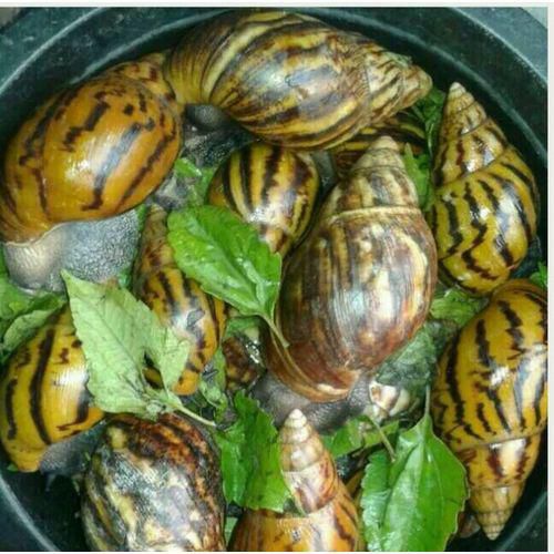 Snail Fresh African Gaint Snails