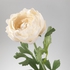 SMYCKA زهرة صناعية - نبات الرننكولوس./أبيض 52 سم