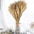 Dried Wheat Ears. 100 Sticks Of Natural Colour (beige)