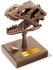 4M 403399 KidzLabs-Roaring Build a T-Rex Skull-Science and Activity kit for Kids Ages 8+, Multi Coloured