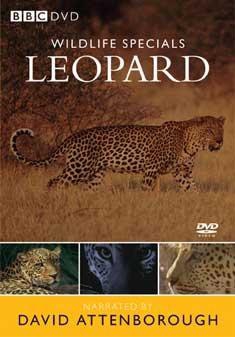 WILDLIFE SPECIALS – LEOPARD-ORG-DVD