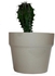 Tasneem Cereus Lamprospermus Plant - 10 Cm