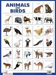 B Jain Publishers - B Jain Educational Chart Animal Birds- Babystore.ae