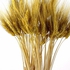 Dried Wheat Ears. 100 Stems Yellow