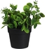 Get Round Plastic Vase, 10×8 Cm - Green Black with best offers | Raneen.com