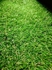 Artificial Grass - 2.7 Cm - (27 Melly) - Size 2 X 3 Meter