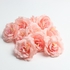 Generic Roses Bract Head Pink
