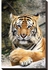 Lo2Lo2 Decor J064 Tiger Canvas Modern Art Tableau - Multicolor