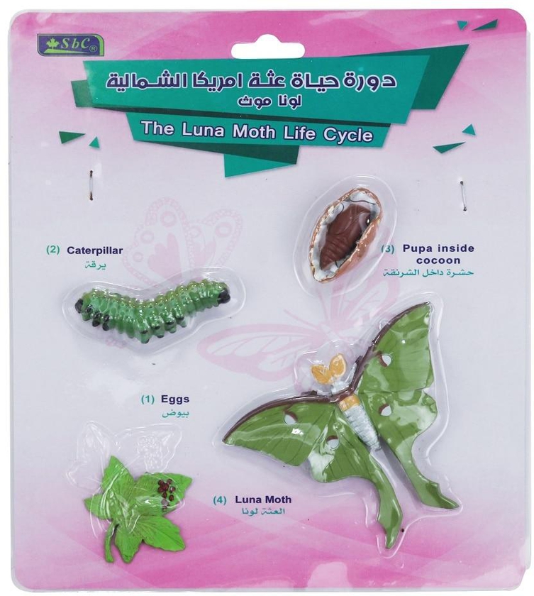 Educational SBC 3D Models, Luna Moth Life Cycle, Set 4 Pcs