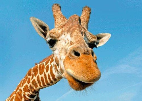 Authentic Card Giraffe