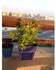 Duranta Plants Medium Square Pot, 17x17 cm - KP24