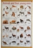 Jumia Books Kids Learning Chart-Animals And Their Young Ones Chart