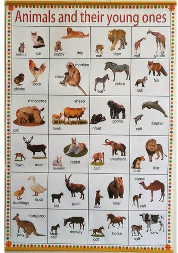 Jumia Books Kids Learning Chart-Animals And Their Young Ones Chart price  from jumia in Kenya - Yaoota!