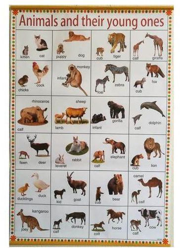 Jumia Books Animals And Their Young Ones Chart Alphabet price from jumia in  Kenya - Yaoota!