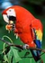 Authentic Card Scarlet Macaw