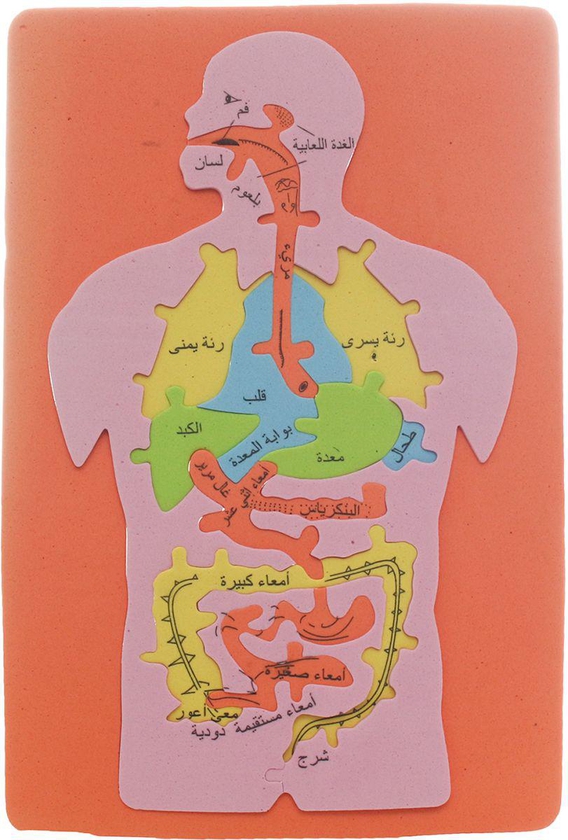 Internal Structure Of Human Body Parts With Arabic 00029722 educational Toy - Small