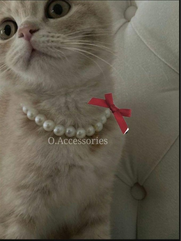 O Accessories Pet Collar For Cats Or Small Dogs. Pearls Beads .