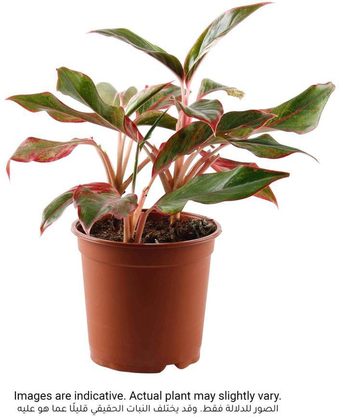 Aglaonema Red Indoor Plant (40 cm)