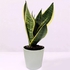 Sansevieria Plant In Plastic Pot