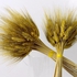FANCY Dried Wheat Ears. Dry Flower Artificial Flower Sticks DW-Y