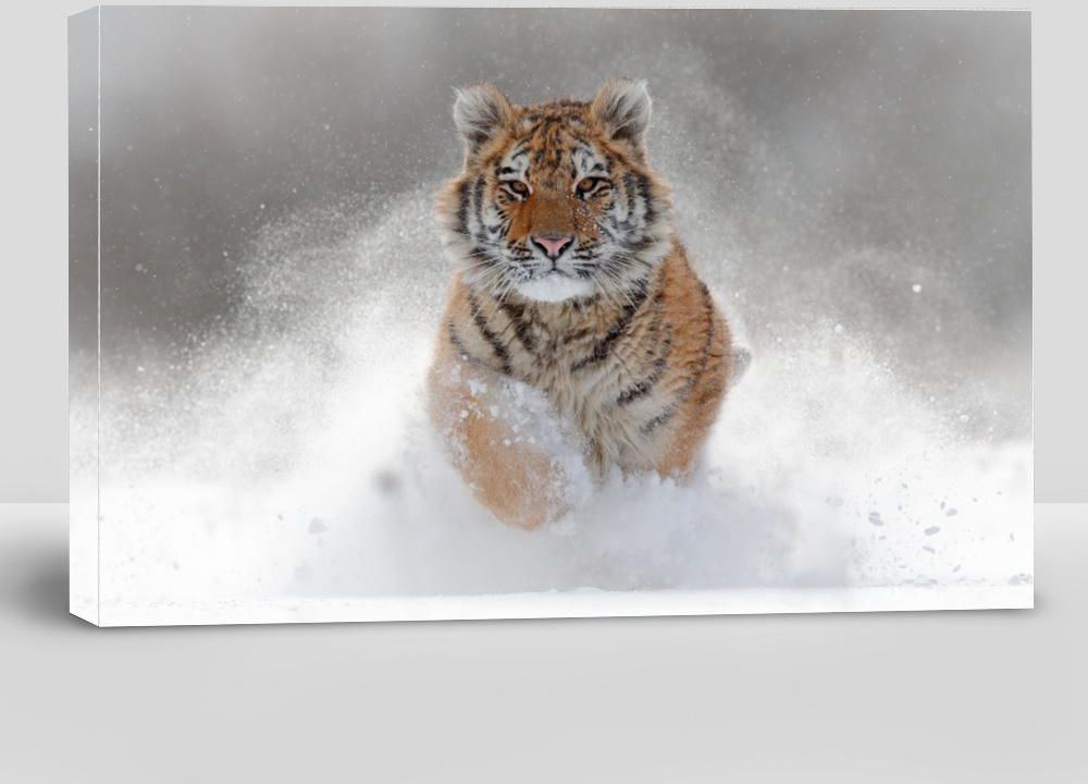 Tiger in Wild Winter Nature, Running in the Snow