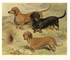 Dachsunds Poster Brown/Black/Green 65x50x3.5 centimeter