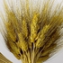 Dried Wheat Ears. 100 Stems Yellow