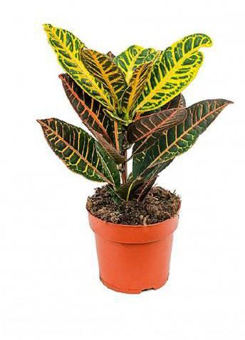 Indoor Croton Plant Round Pot, 20 cm - KP40
