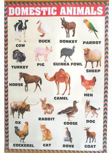 Jumia Books Kids Educational Domestic Animals Chart Alphabet price from  jumia in Kenya - Yaoota!