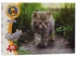 Generic A Cat On The Side Walk Animal Puzzle - 99 Pieces