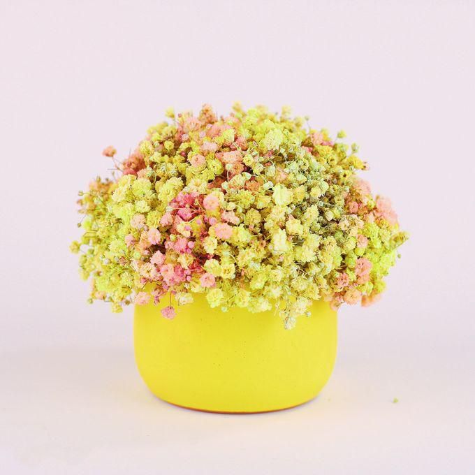 Natural Baby Flower Pot(forever Flower) -yellow
