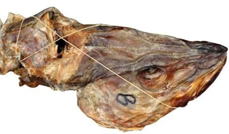 Stock Fish - Head