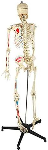 Educational Skeleton Model, 180cm