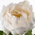 SMYCKA Artificial flower - Peony/white 30 cm
