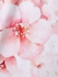 Plus Size & Curve Crisscross Sakura Print Sundress - 5x | Us 30-32