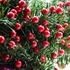 GL-Turelifes Christmas Red Berries, 20 Branches 7.28'' Artificial Red Berry Stems for Christmas Tree Decorations, Wreath, Crafts, Holiday and Home Decor, 7 Small Red Cherry Fruit Per Branch