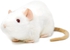 Viahart Wylie the White Rat Soft Plush Toys for Kids, Polyester Fabric, Polypropelene Filling, Recommended Age 3+
