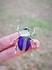 The Purple Beetle Studded Brooch And Clothes Pin