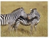 Zebra Printed Self Adhesive Wall Sticker Green/Black/White 60x45cm