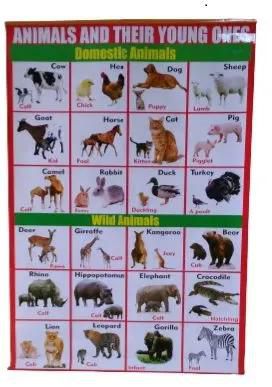 Wild/Domestic Animals And Their Young Ones Kids CBC School Wall Chart Education & Reference