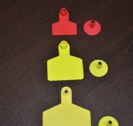 Pin Type Ear Tags Plain Large (Yellow Green Blue Red)