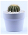 Tasneem Plants Noto Cactus Plant - 6cm