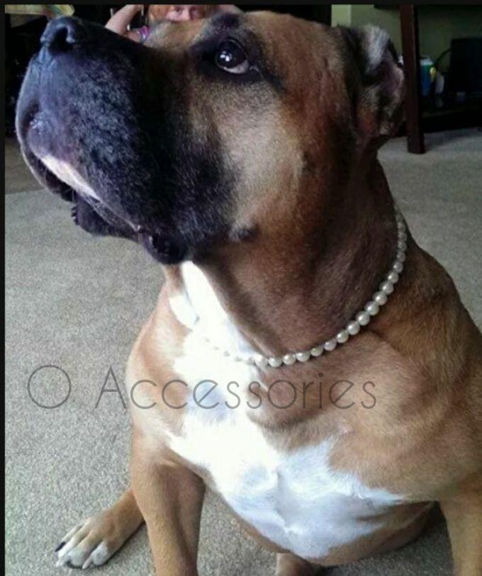 O Accessories Pet Collar For Dogs. Pearls Beads .