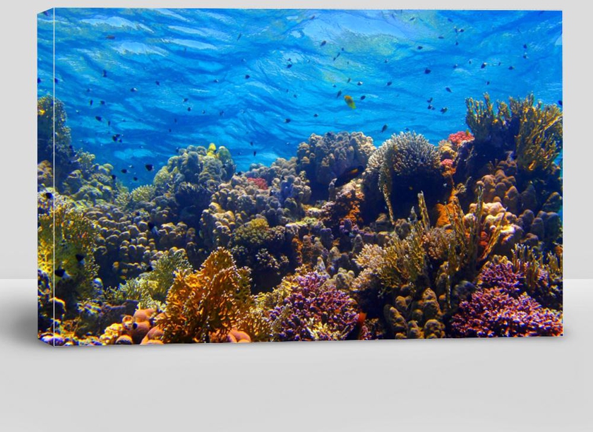 Colorful Tropical Coral Reef With Fish and Blue Water.