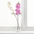 SMYCKA Artificial flower - Orchid/white 60 cm