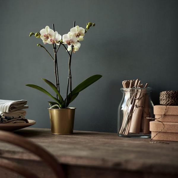 DAIDAI آنية نباتات, لون نحاسي, 9 سم - IKEA