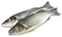 Farm european seabass fish (per Kg)