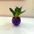 Sansevieria Small Round Pot, 10 cm - PT003