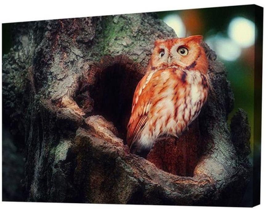 Modern Canvas Tableau - Beautiful Owl - Multicolor
